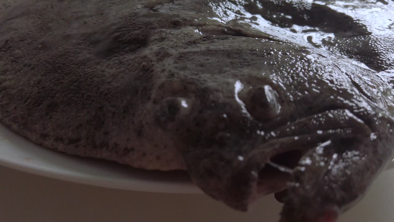 접시에 있는 소중한 가자미 넙치, 물고기 얼굴의 기울기를 닫습니다