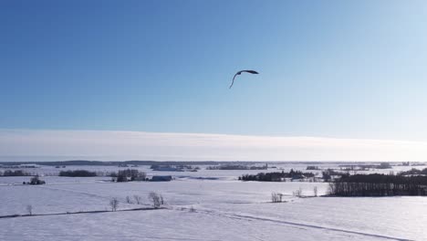 flying with bald eagles winter