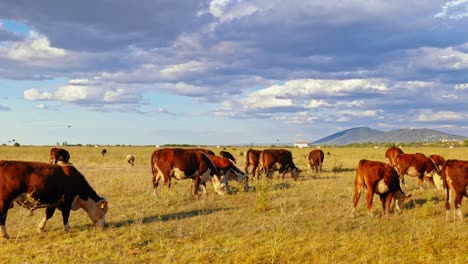 This-idyllic-rural-setting-reflects-the-simple-beauty-of-nature-and-the-quiet-harmony-of-farm-life,-where-the-cows-move-leisurely,-enjoying-their-day-in-the-sun