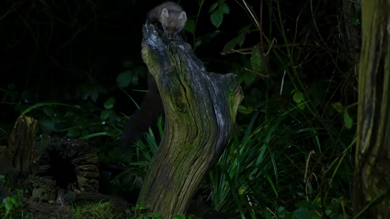 A pine marten resting on a tree branch in moonlit forest of Drenthe, Netherlands