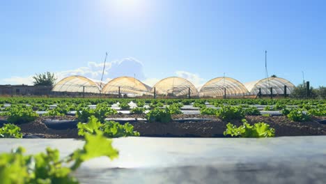 closeup of lettuce sprout with greenhouses in the background