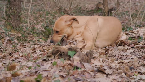 brown domestic dog playing and biting on piece of wood on forest ground with fallen dried leaves