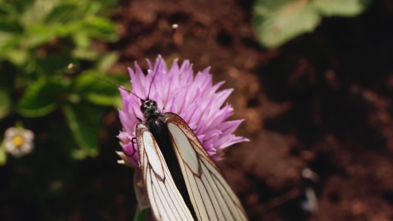 White Butterfly on a Chive Flower