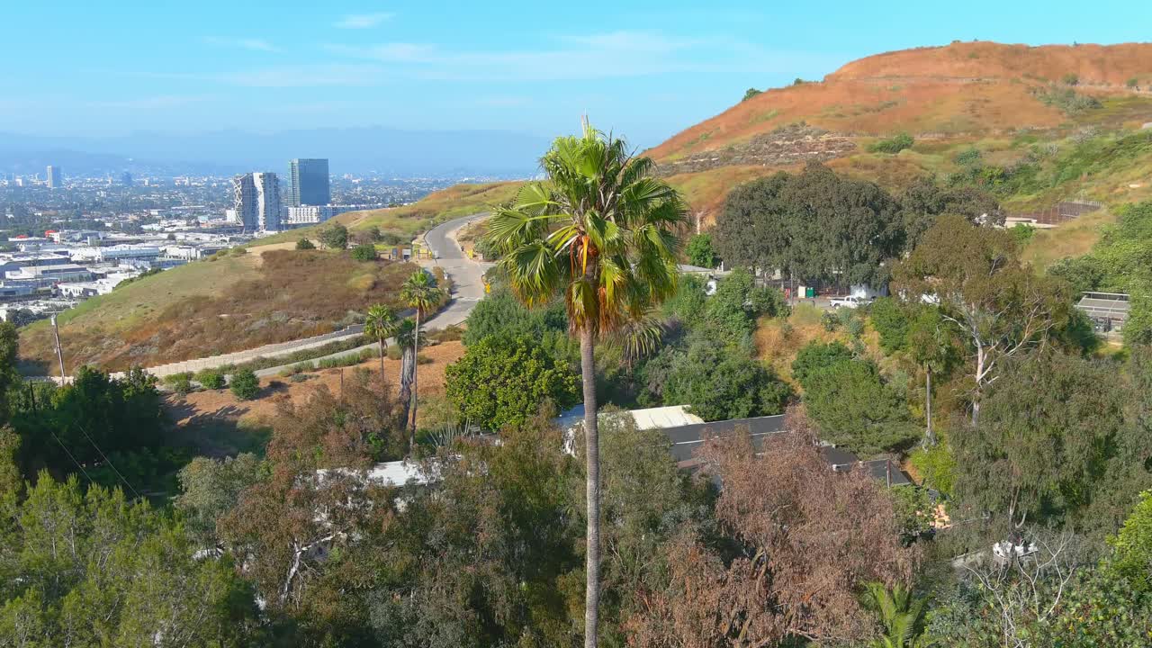Palm Tree | Orbit Shot | Culver City stairs | Late Afternoon | Baldwin Hills Overlook |