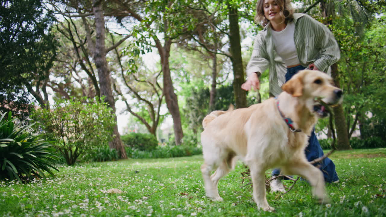 Woman having fun retriever in green park enjoying friendship. Dog holding stick