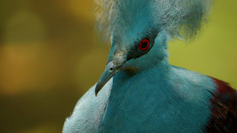 close-up view of the face of a beautiful blue victoria crowned pigeon