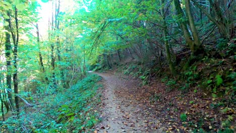 hyperlapse of a hiker walking a forested trail