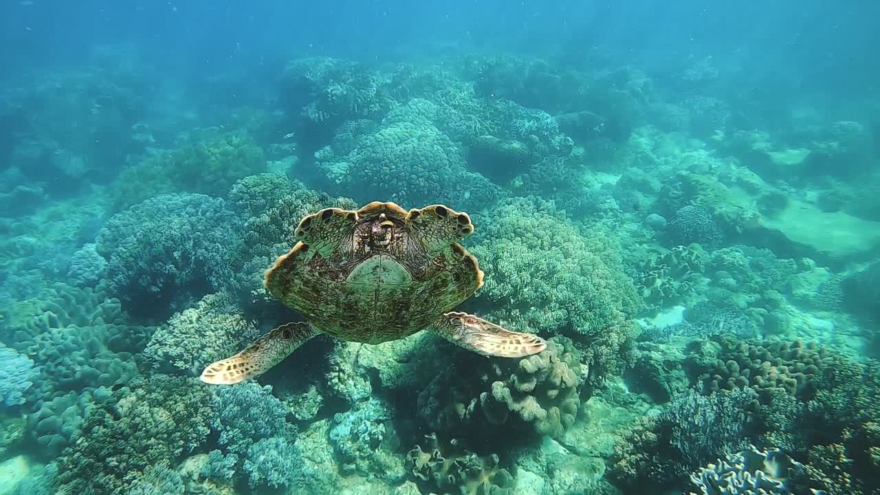 A Green Sea Turtle on a tropical coral reef in the Philippines