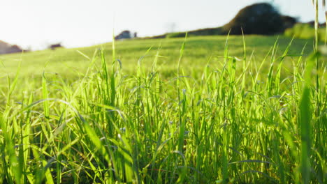 prado herbáceo verde frente al sol en primavera en la colina