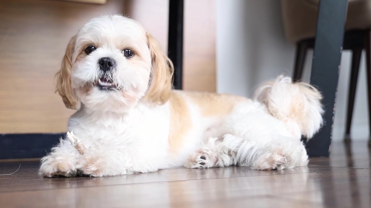 Cute Shih Tzu Dog Chewing a Treat on Wooden Floor
