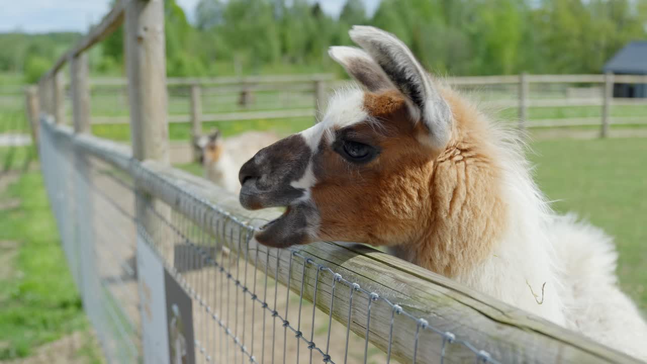 Llama eats from child’s hand over wooden fence at sunny rural petting zoo