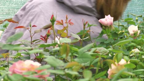 spring roses in the nursery