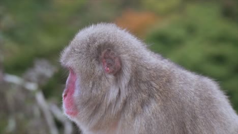 mono de nieve macaco japonés