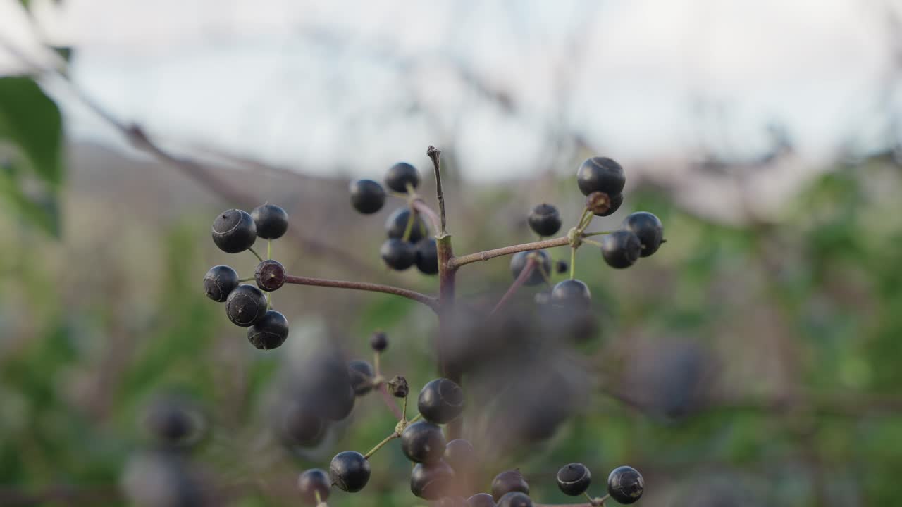 Wild black berries growing on branch in Alto Minho countryside Portugal