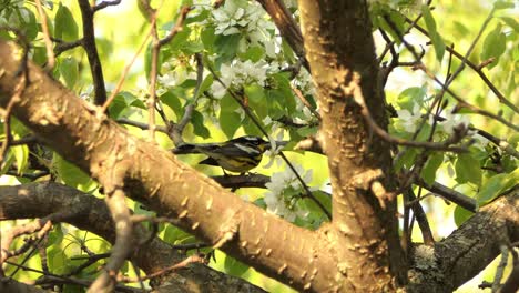 4k wild magnolia warbler, setophaga magnolia perched on a blossom blackthorn tree branch, feeding on flower nectar in a dense coniferous forest, static shot