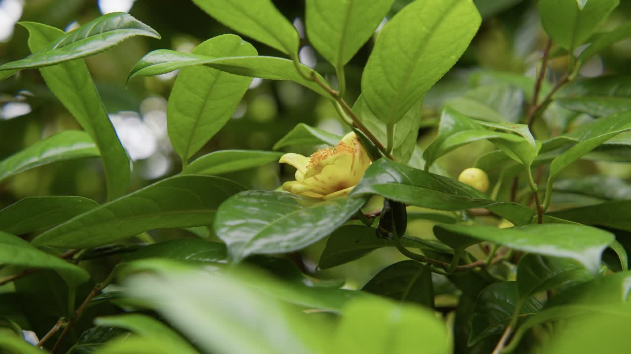 A vibrant camellia in full bloom with soft petals and rich details. Captured in 4K slow motion, this shot showcases the elegance of nature and botanical beauty.