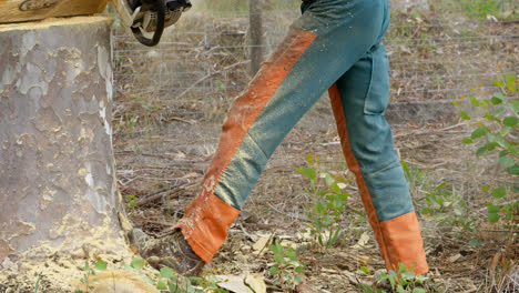 lumberjack with chainsaw cutting tree trunk in forest 4k