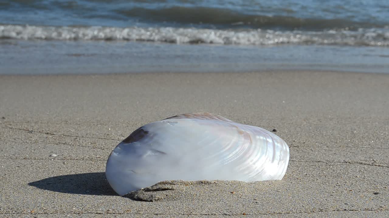 Conchiglie sulla sabbia, la spiaggia. Riprese sulla spiaggia