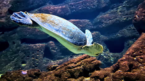 large turtle swimming in middle of rocky cliffs, inside a aquarium