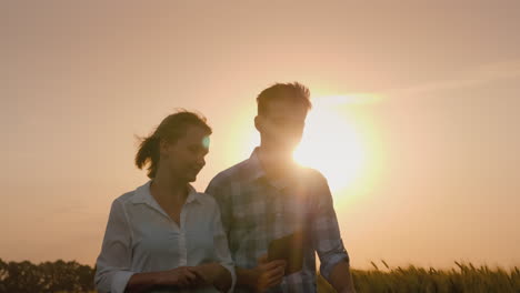 the silhouettes of the two farmers walk along the wheat field which is swayed by a strong wind