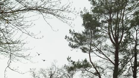 tres patos volando a través de un bosque alineado a lo largo de un río