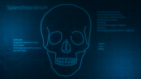 human skull diagram with animated analysis data on digital blue screen