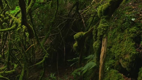 lentamente vagando por un bosque extremadamente denso lleno de árboles y ramas de musgo