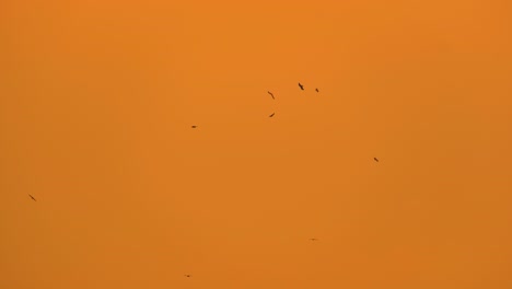 buitres dando vueltas en busca de comida en el cielo naranja al atardecer en bangladesh