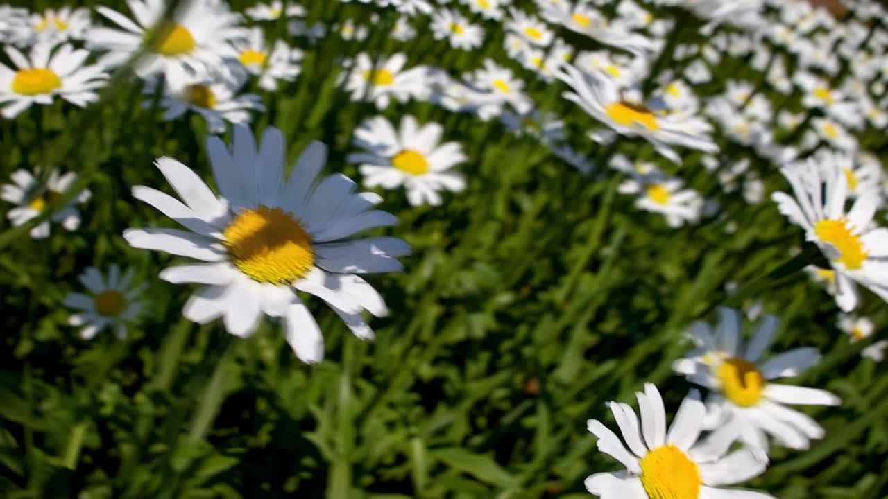 Lähikuva kentällä kasvavista päivänkakkaroista kuvattuna alhaisesta kulmasta, vangiten eloisat keltaiset keskustat ja valkoiset terälehdet