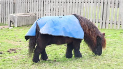 a pony grazes peacefully in a fenced area