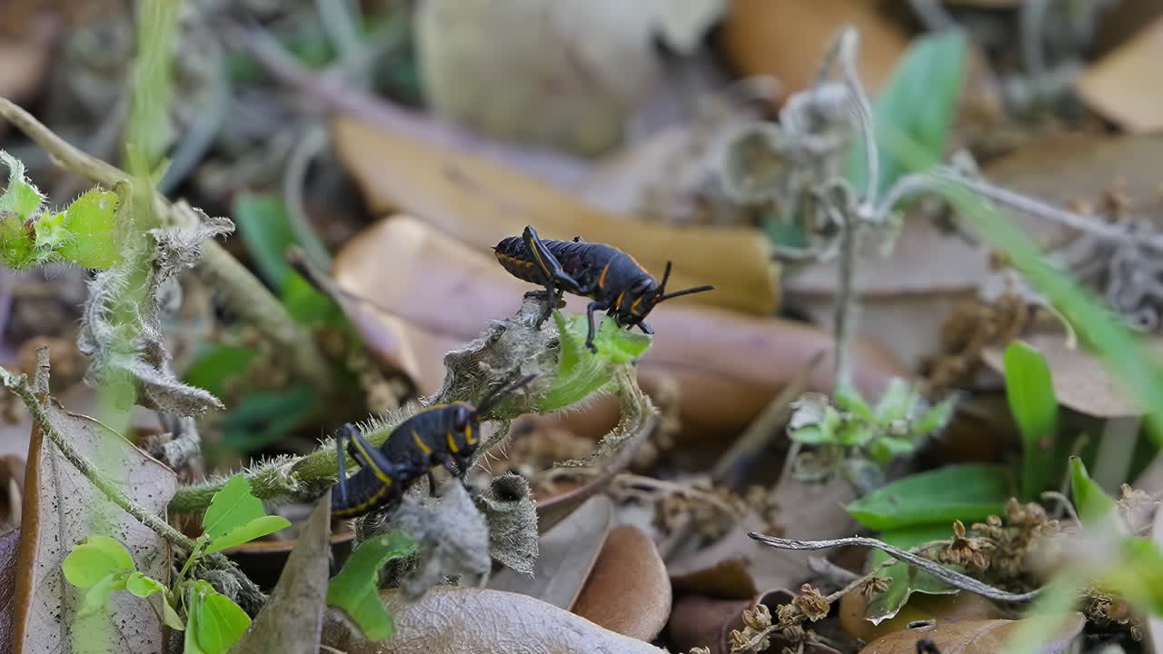 Florida lubber grasshopper walks slowly over dried foliage in forest floor environment as another grasshopper consumes a green piece of plant.