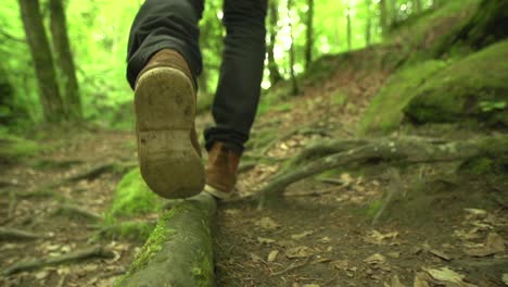 close to ground slow motion shot of a man, walking over roots in a green, nature forest