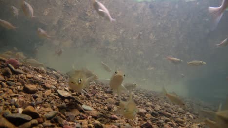 El-Parque-Nacional-Kaeng-Krachan-Es-El-Hogar-De-Muchos-Animales-Salvajes-Fantásticos-Y-Los-Arroyos-Son-Una-Fuente-De-Vida-De-Agua-Dulce-Para-Que-Los-Animales-Beban-Y-Los-Peces-Naden.