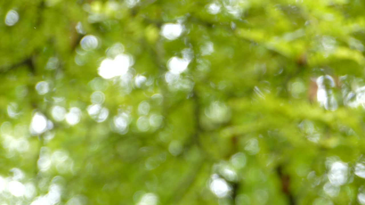 잎과 가지를 통해 보이는 빛.