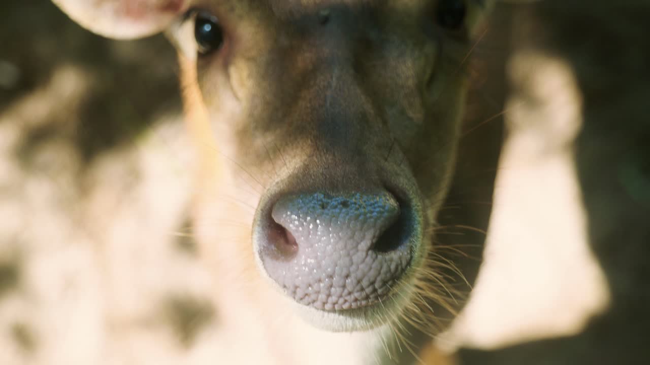 Filmato 4K cinematografico al rallentatore: cervo maculato ripreso da vicino nella giungla montuosa di Phuket, Thailandia, in una giornata di sole.