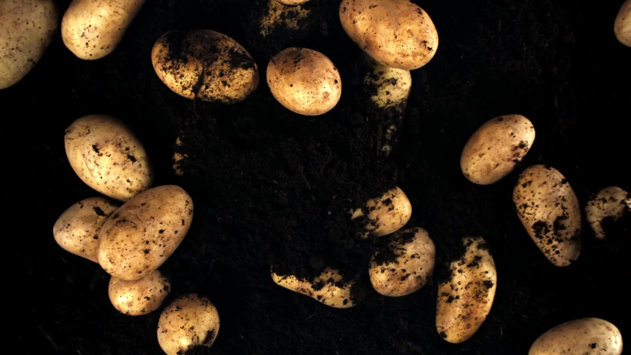 Patate appena raccolte che emergono dal terreno scuro