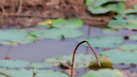 Un-Pequeño-Pájaro-De-Rápido-Movimiento-Que-Se-Encuentra-En-Casi-Todas-Partes-Del-Mundo,-La-Mayor-Parte-Del-Tiempo-Volando-Para-Atrapar-Algunos-Insectos-Pequeños