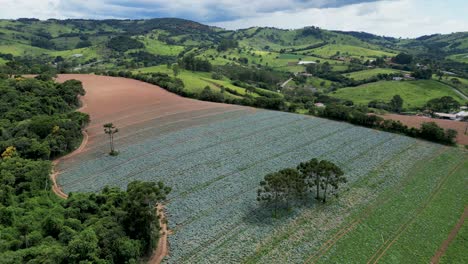 aerial view of a rural area of minas gerais - plantation of brassicas in mantiqueira hills - brazil