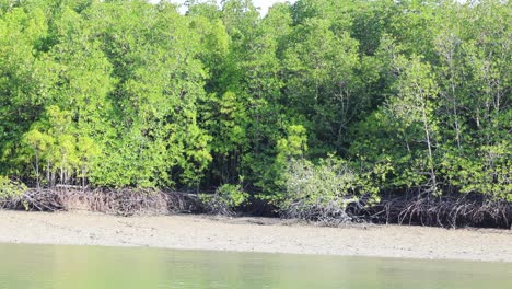 el cambio de marea a lo largo del borde de un bosque de manglares