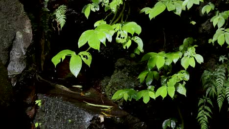 Vibrant green leaves and ferns grow on mossy rocks next to a small waterfall in a shaded, natural forest setting with soft, diffused lighting