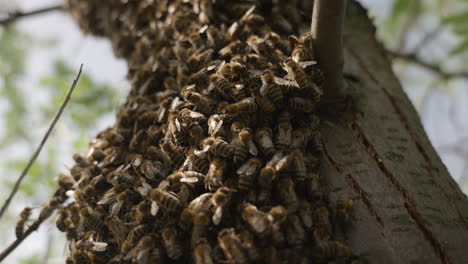 Abejas-Excitadas-En-Un-Enjambre-De-Abejas-En-Un-árbol