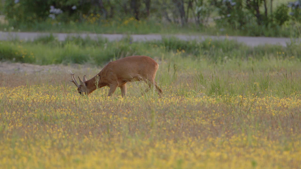 el roebuck capreolus entra en el marco y pasta en el prado con flores amarillas