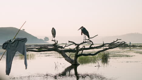 Un-Par-De-Cigüeñas-Marabú-Sentadas-En-La-Rama-De-Un-árbol-En-El-Lago-En-Hawassa,-Etiopía