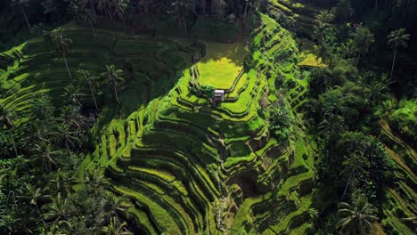 bali’s tegallalang rice terrace glows with golden sunlight, showcasing layered green fields and serene tropical landscapes in a breathtaking drone shot.