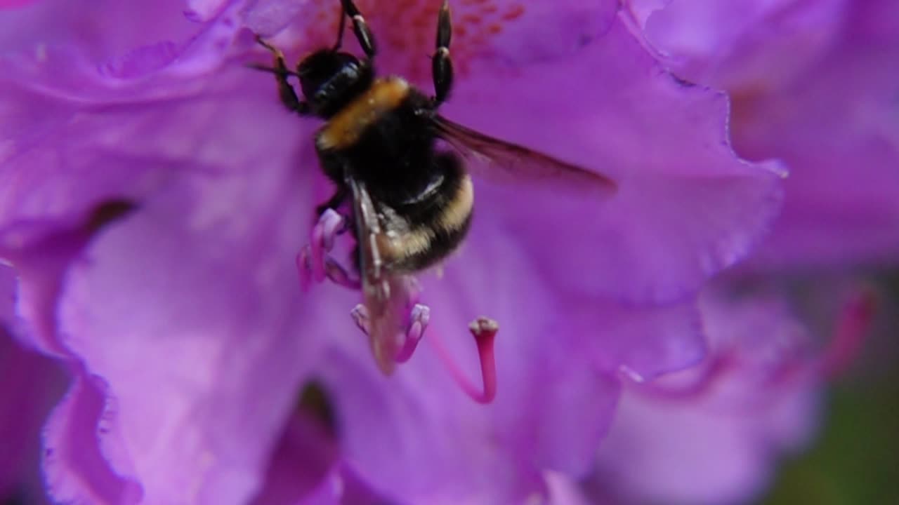 Macro Shot Of Bumblebee On Purple Flower