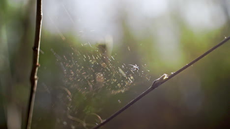 Primer-Plano-De-Una-Telaraña-Con-Una-Pequeña-Araña