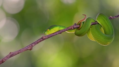 la víbora de labios blancos es una víbora venenosa endémica del sudeste asiático y a menudo se encuentra durante la noche esperando en una rama o rama de un árbol cerca de un cuerpo de agua con muchos alimentos