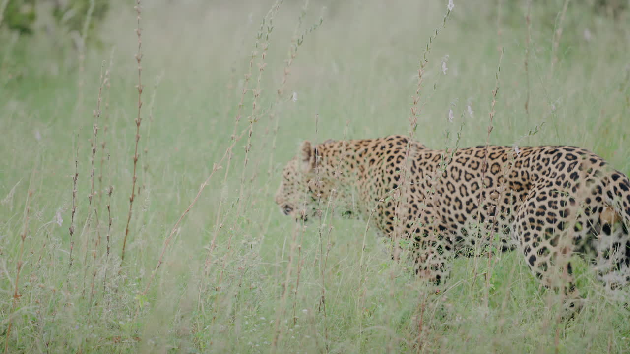 Leopard in Grassy Savanna