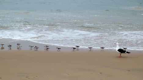 Sanderling-Herde-An-Einem-Kalifornischen-Strand