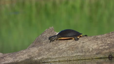 tortoise -looking for food -pond area